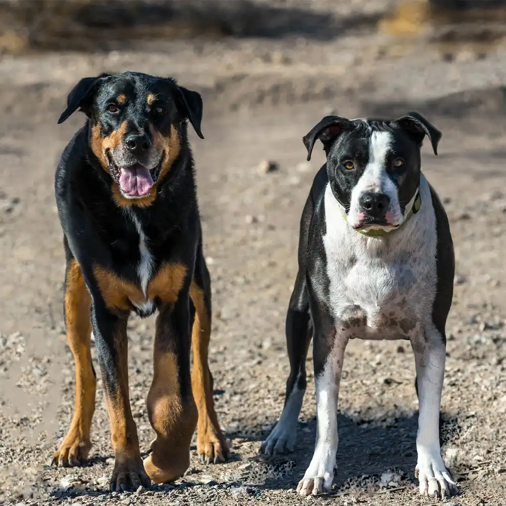 pets-13