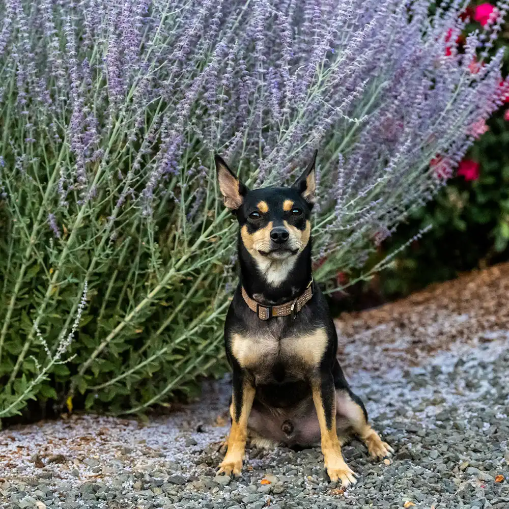 pets-14