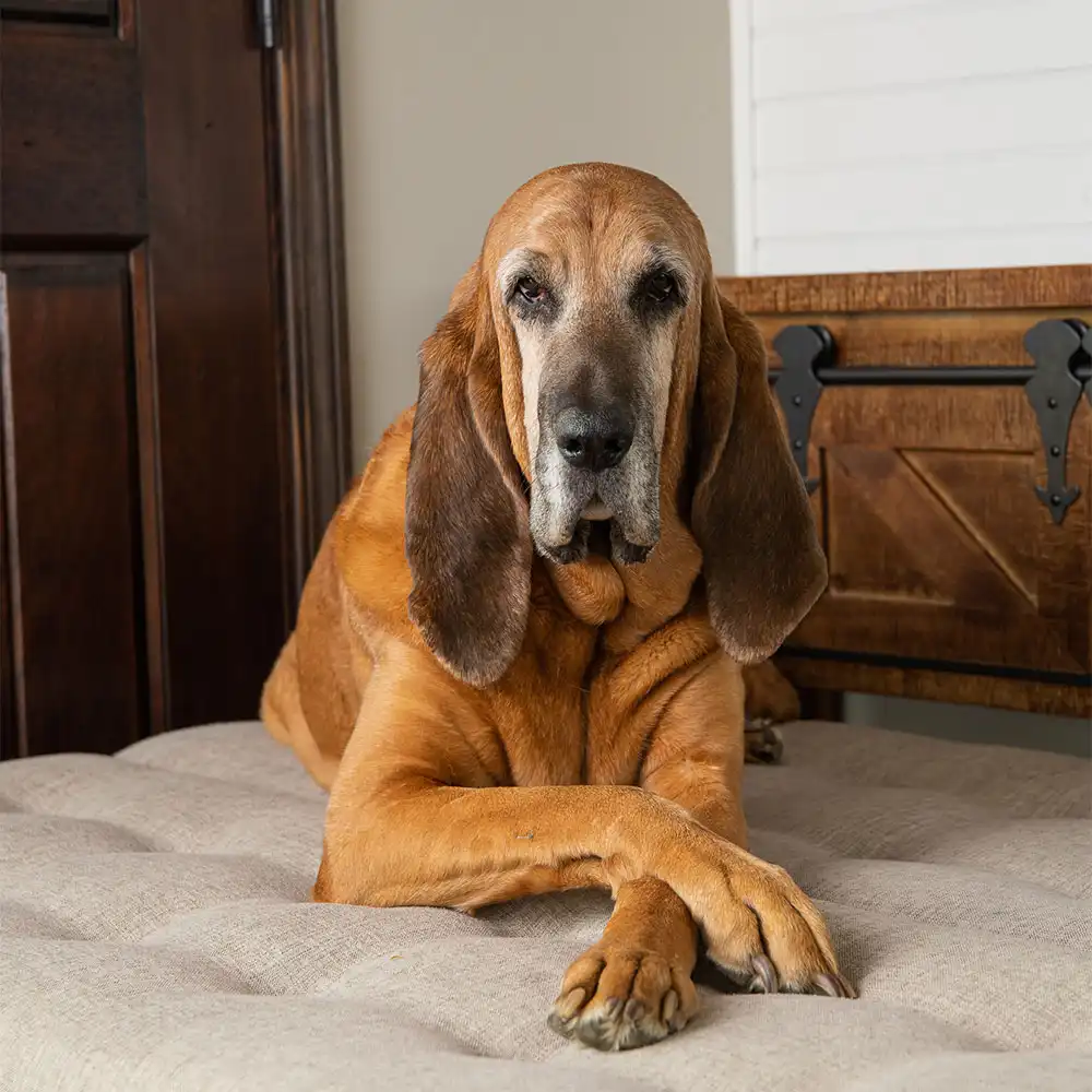 pet-gallery-img-14