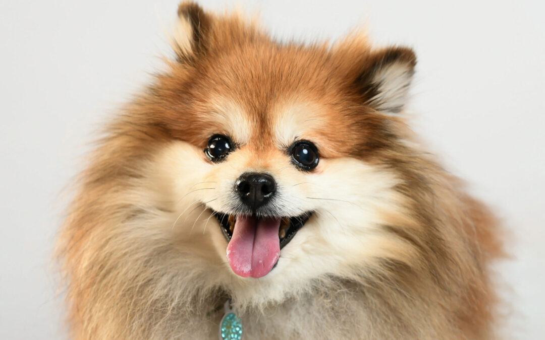 What Pet Photography Is, And Why It Is Important