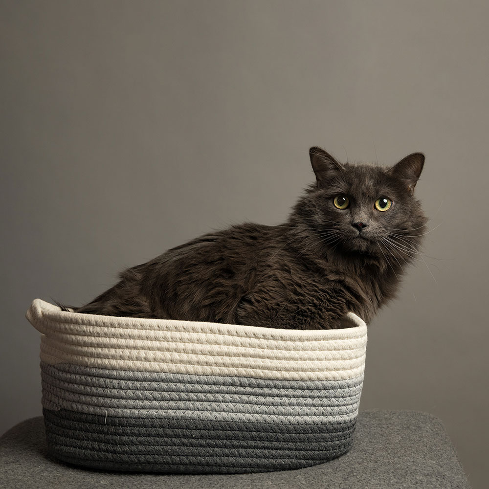 pets-5