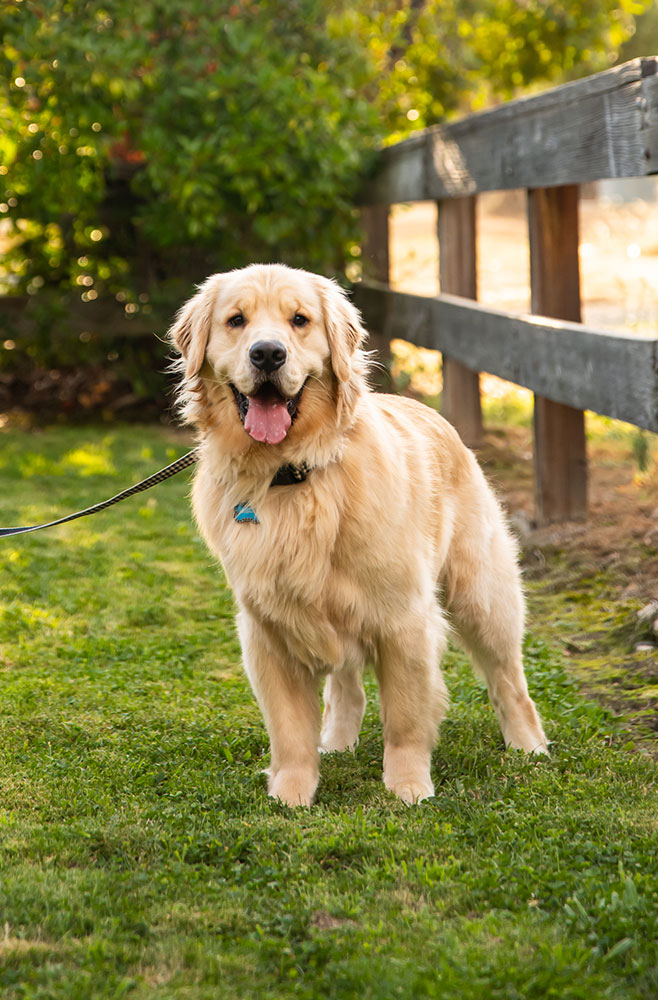Murphy_leash