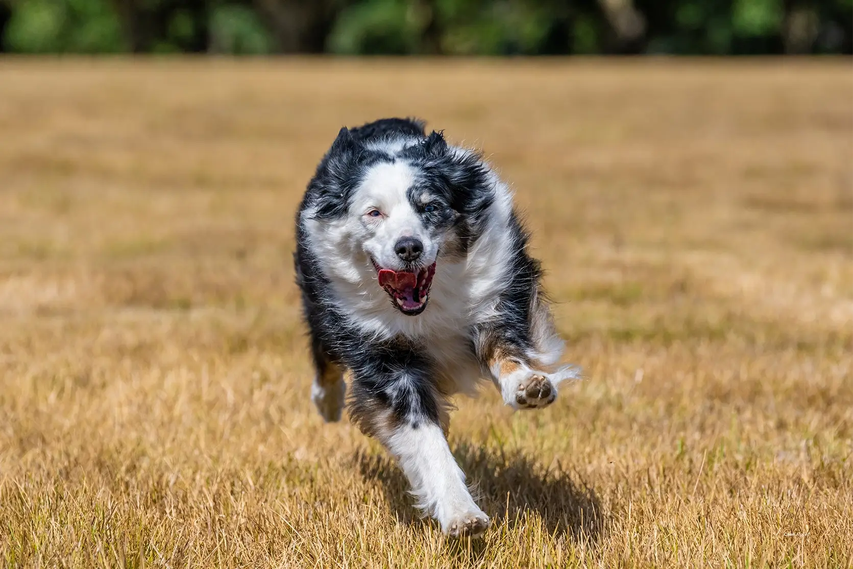 pet action photography